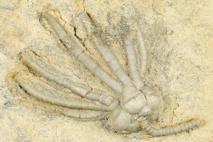Fossil Crinoid (Phanocrinus) - Anna, Illinois #326084